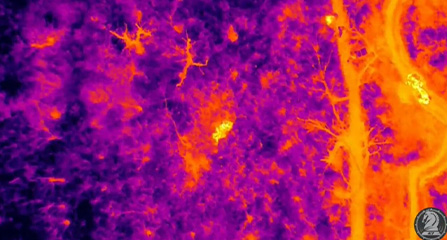 Fundamentos de termografía aplicada a la vigilancia